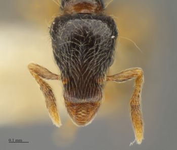 Media type: image;   Entomology 520221